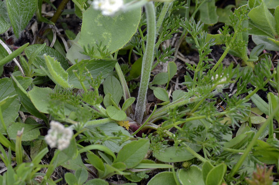 Athamanta cretensis / Atamanta comune
